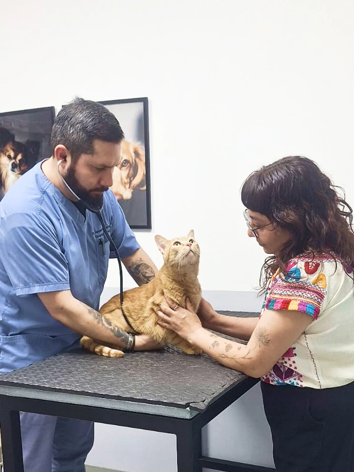 Consulta oncológica veterinaria