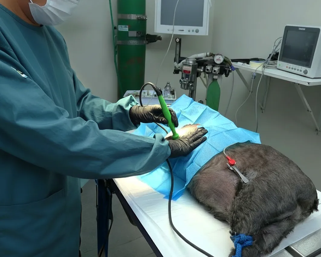 Electroquimioterapia veterinaria